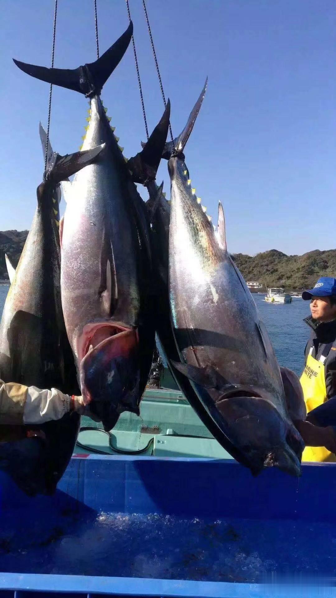 日本何止金枪鱼暴跌，日本鲍鱼暴跌 30%，扇贝的价格也出现了走弱趋势。在日本国内