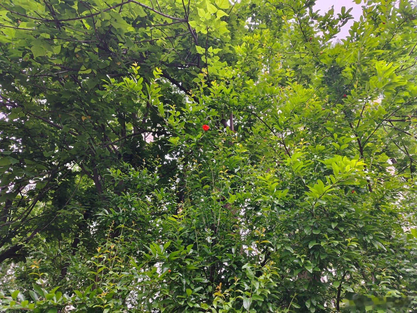 才扫余残，又添新旧近日风骤吹走云愁又来尘忧心随明暗开合幸，雨生百谷万物生机愿，断