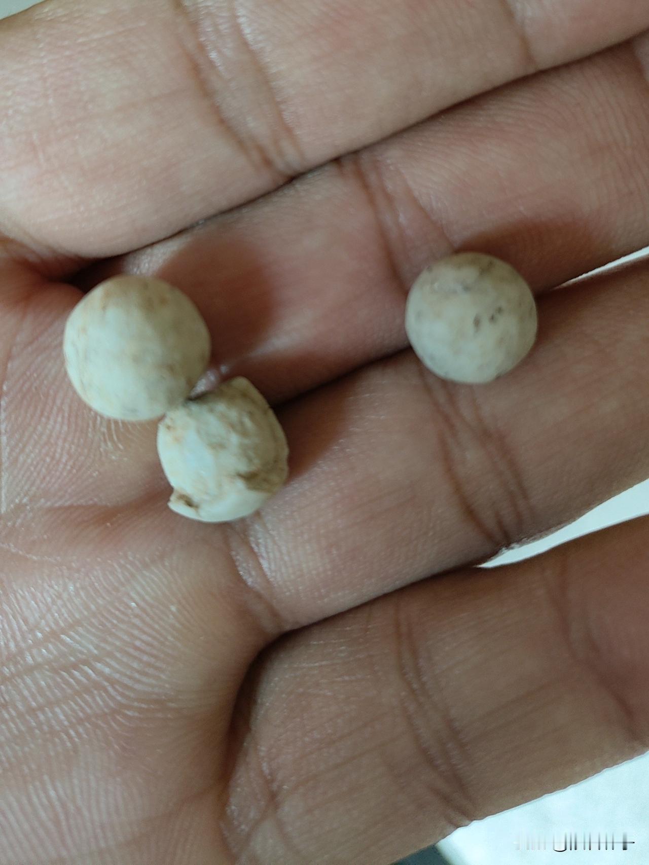 我与陨石的缘分着实奇妙非常。这些年里，寻觅、发现陨石让我乐在其中。安庆亦是一方宝