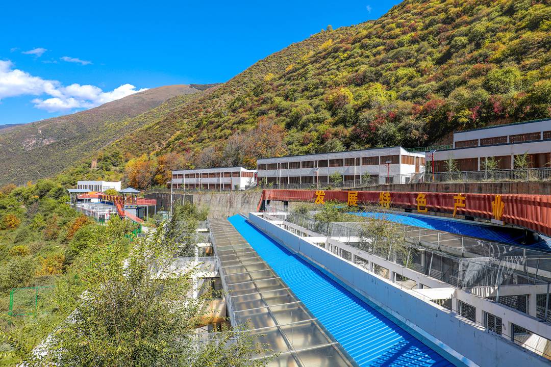 深山育有“软黄金” 马尔康市深耕特色养殖产业