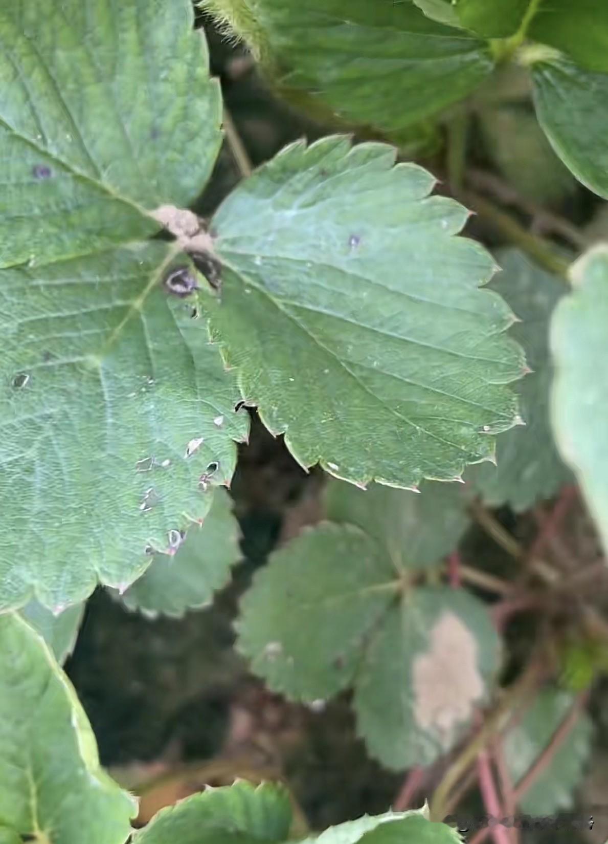 不少种植户存在误区：叶面喷药易有残留，灌根药物仅作用于根系，不会污染果实菜叶，农