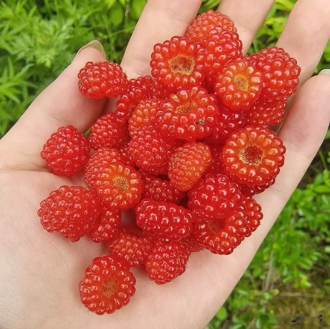 这种大家小时候有吃过吗？印象里是酸酸甜甜的。