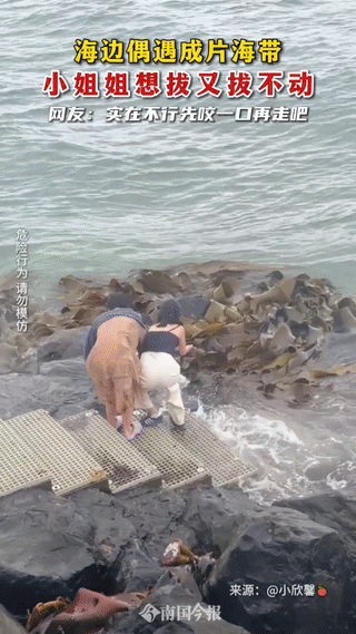 广西姐妹海边薅海带，

笑到劈叉！这“免费鲜货”根本是大海的恶作剧吧？
 
看着