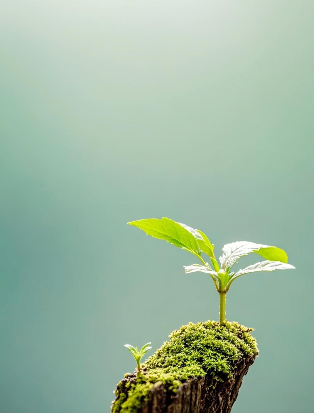 春风如约而至，新的美好也该如期而来。

今年春天最大的心愿，不求大富大贵，只愿家