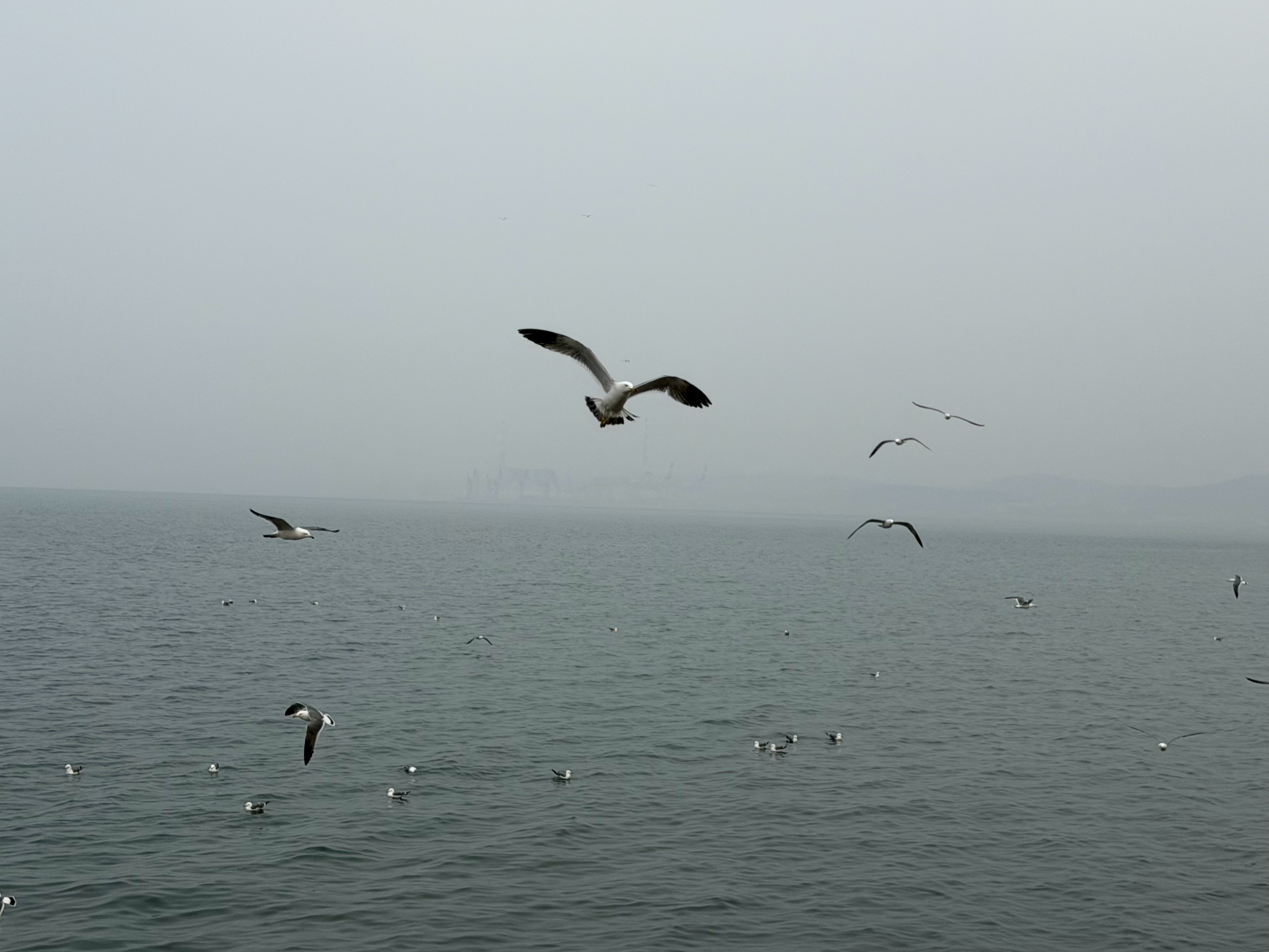 我没招了咋又起雾了加州也起雾威海也起雾