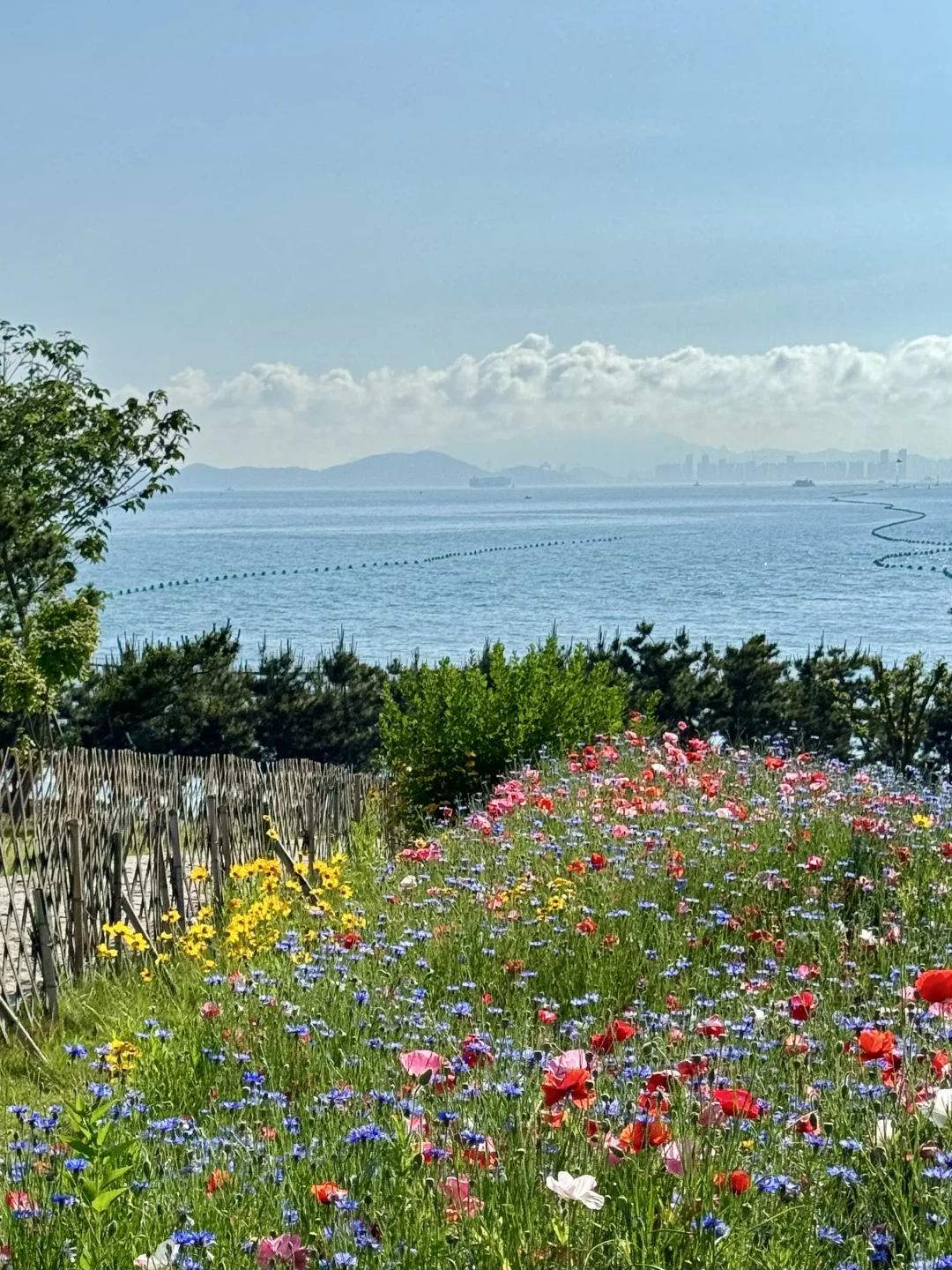 9.28实况～青岛的海边公园开花了🌼