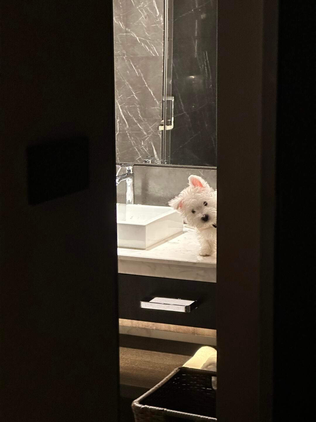 暗中观察的小狗 