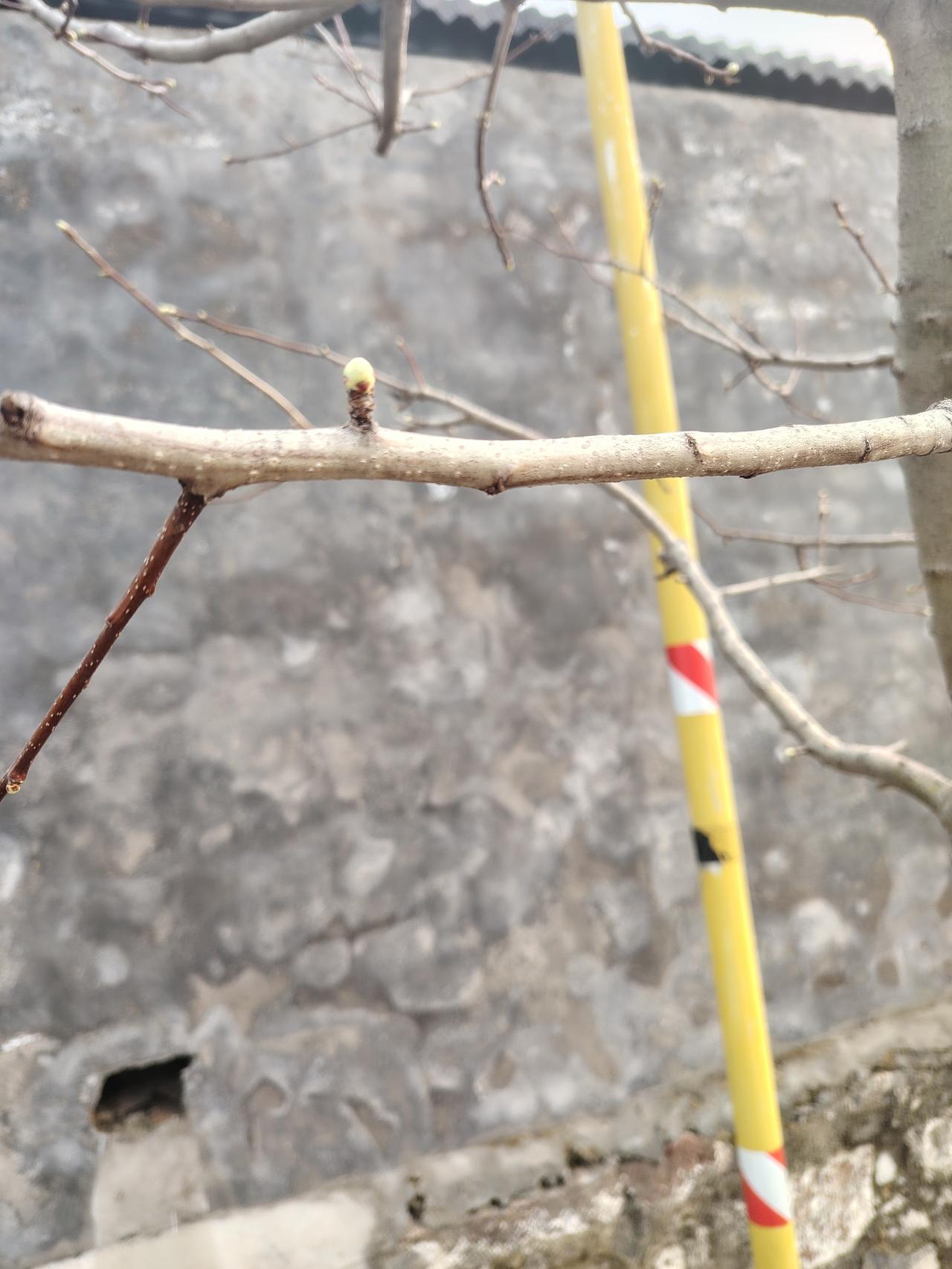 记录我的2026 2026年的初春，我漫步在街头，被枝头那初露的新芽吸引。它们嫩