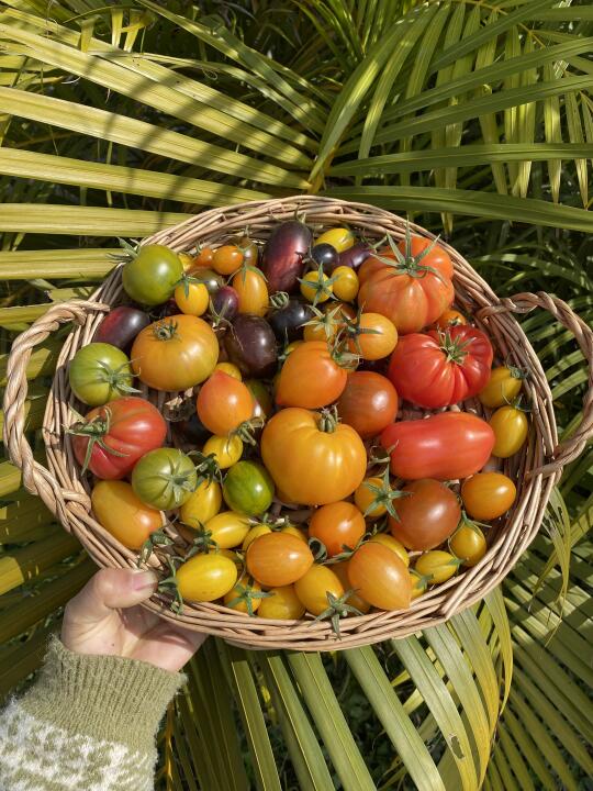 一篮子奇奇怪怪五颜六色的番茄🍅