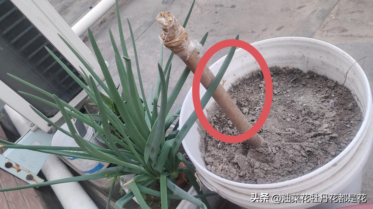 半个月前在网上买了棵6年生香椿苗，商家包活。
我取到货后因有事，包裹都没拆就回了