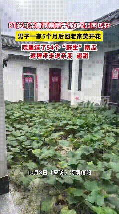 这才叫无心插柳柳成荫！河南信阳，81 岁老母亲离家前随手撒了 2 颗南瓜籽，谁也