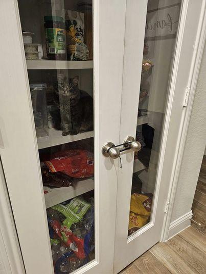 这是在变魔术吗？一只长毛猫老爱入侵家里的食物柜，饲主只好将门把用绳子绑住防止它进