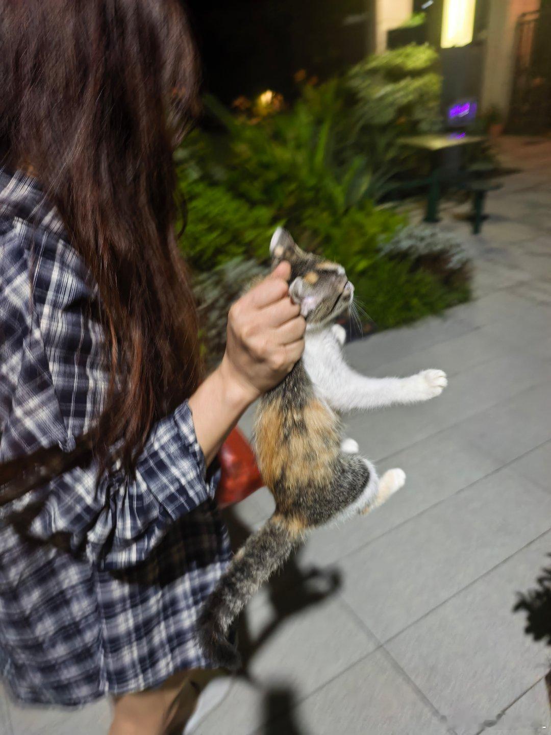 又捡了一只猫...[泪奔][泪奔][泪奔] ​​​