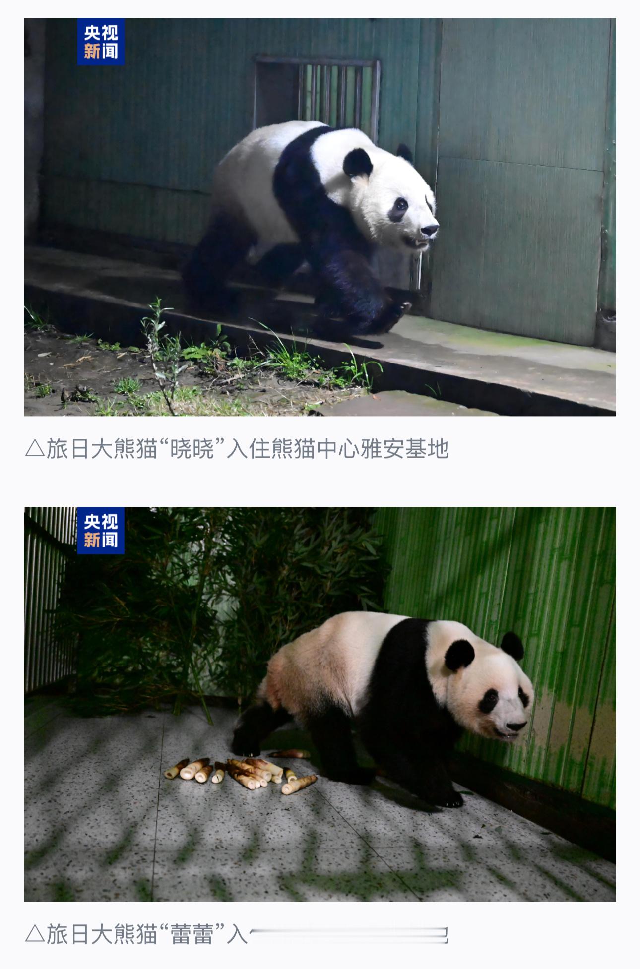 这个标题太好了→_→旅日大熊猫回国走出快乐步伐把熊猫回家的心情体现的淋漓尽致热点