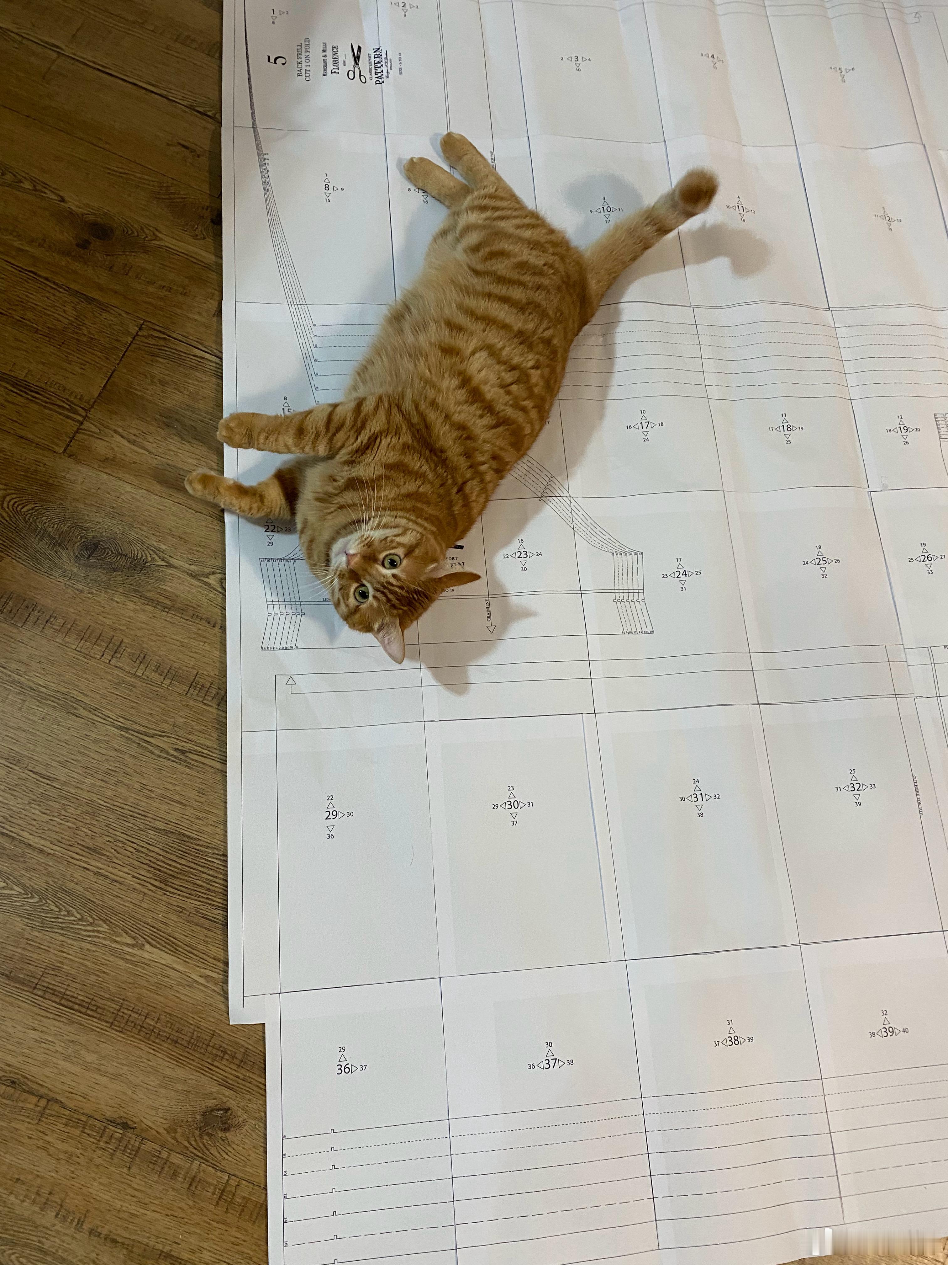 小猫猫喜欢 
