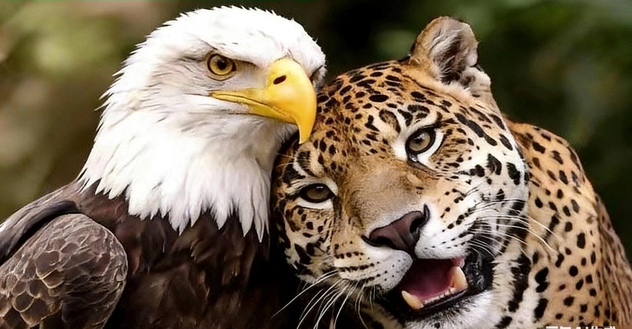 真没想到，堂堂哥伦比亚总统，这么快就认怂了？！
1月4号的时候，佩特罗还在社交媒