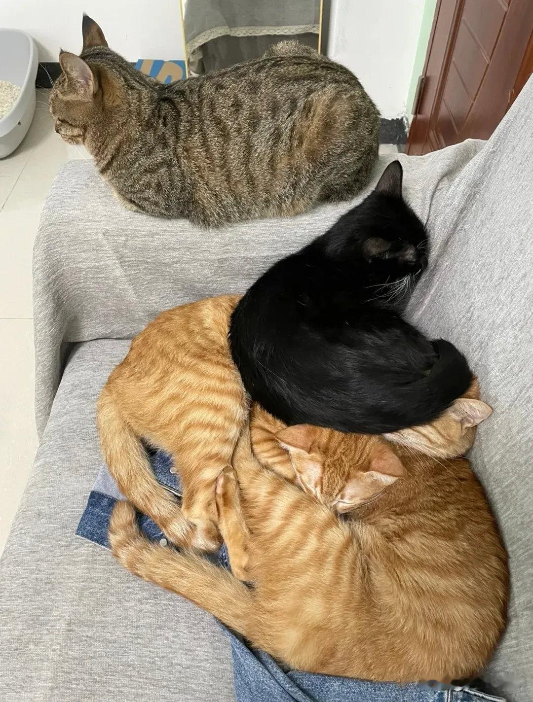 你们仨真的很离谱...