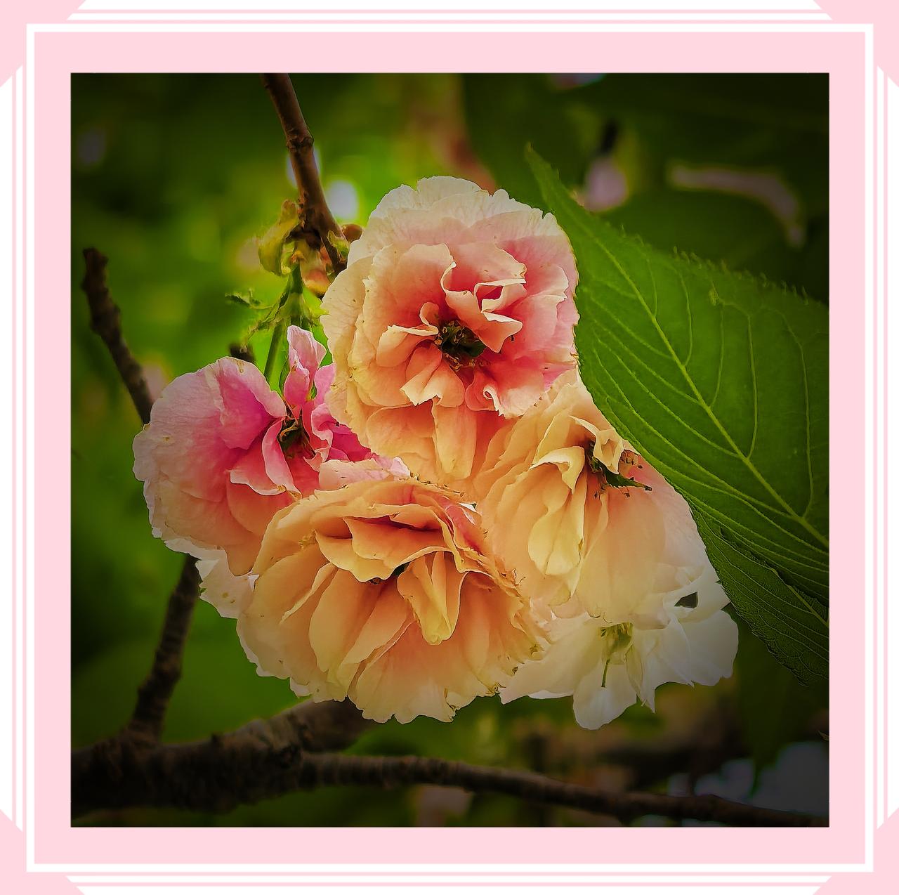 北京玉渊潭秋樱