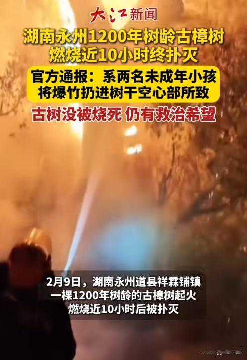 🔥痛心！湖南道县1200年古樟起火，烧7小时真相曝光，反转太揪心💔
突发！湖