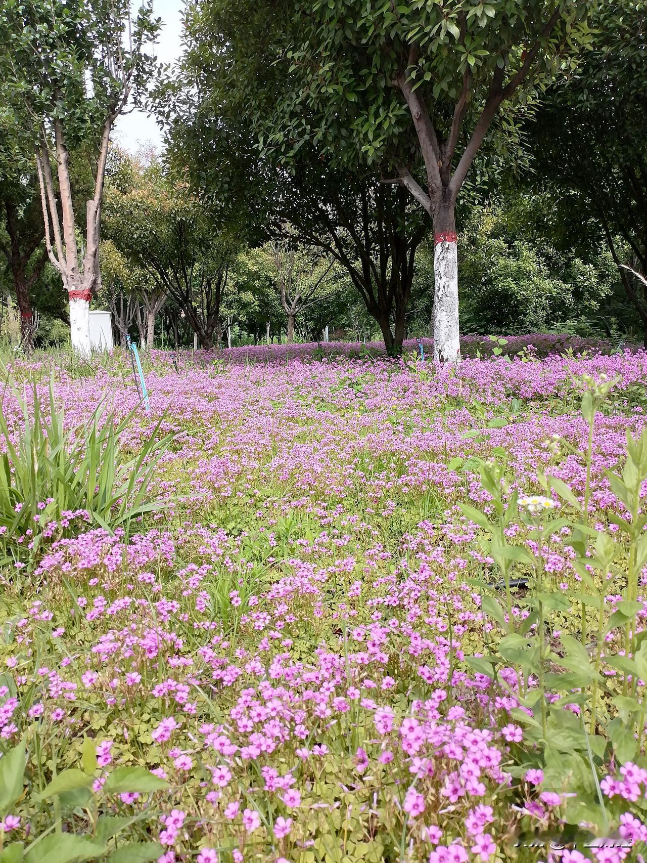 绿色养眼图片有没有一种芳草碧连天的感觉？