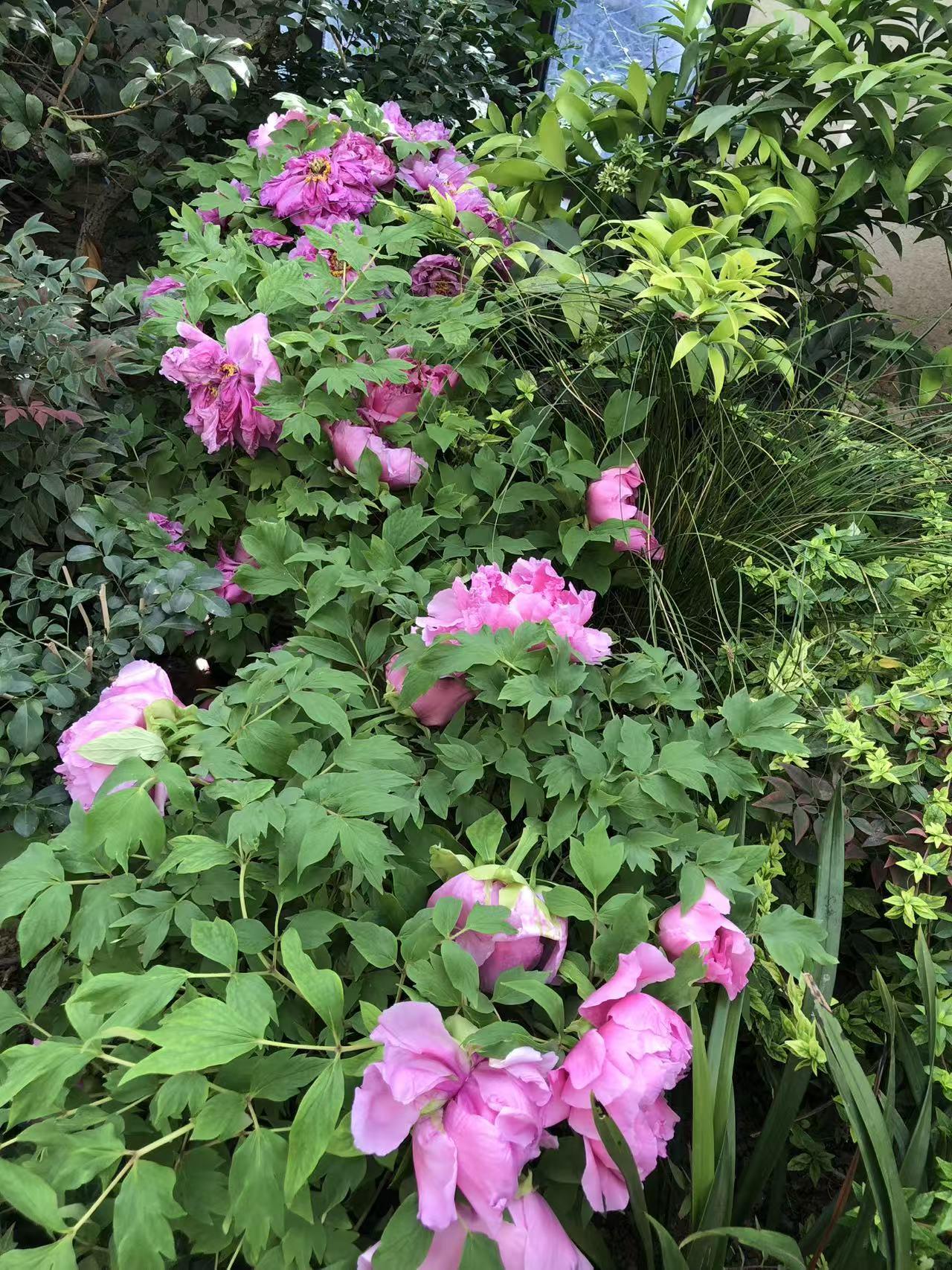 晒图笔记大赛不待春风吹陌上，暖房先赏牡丹红