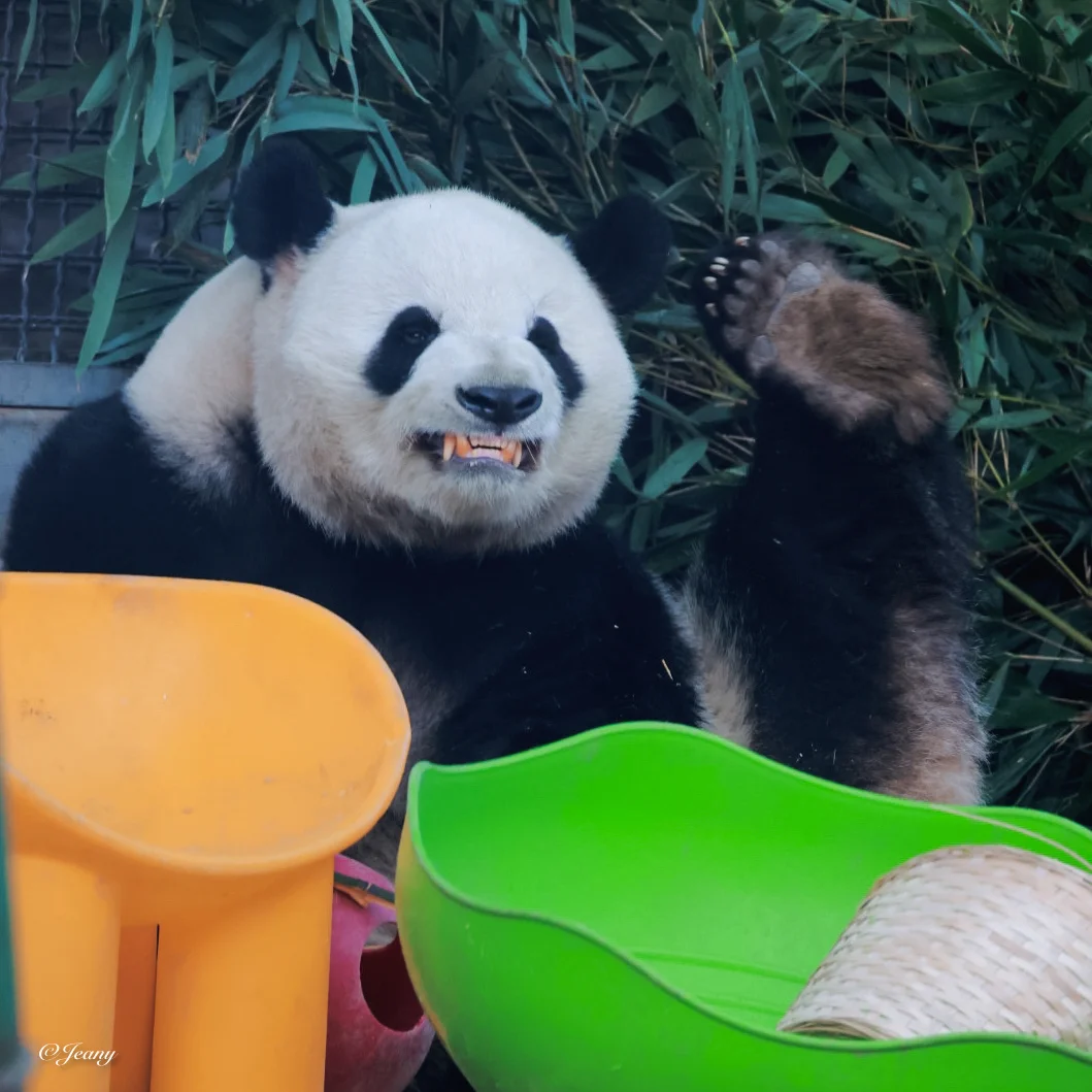 被萌兰迷得神魂颠倒🐼全怪它的可爱超标😍