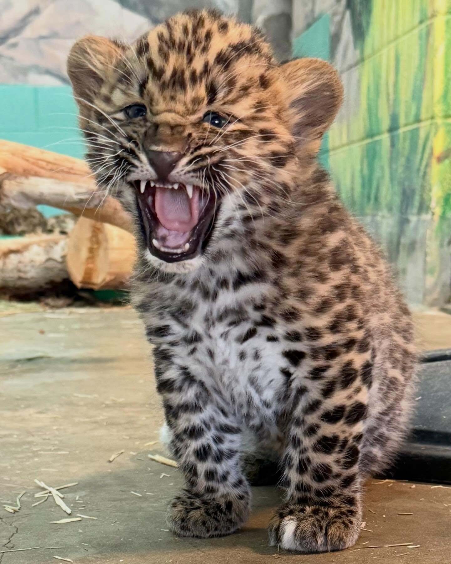 阿穆尔豹 我很凶！我装的(=°▽°=)！【ins：hoglezoo】 