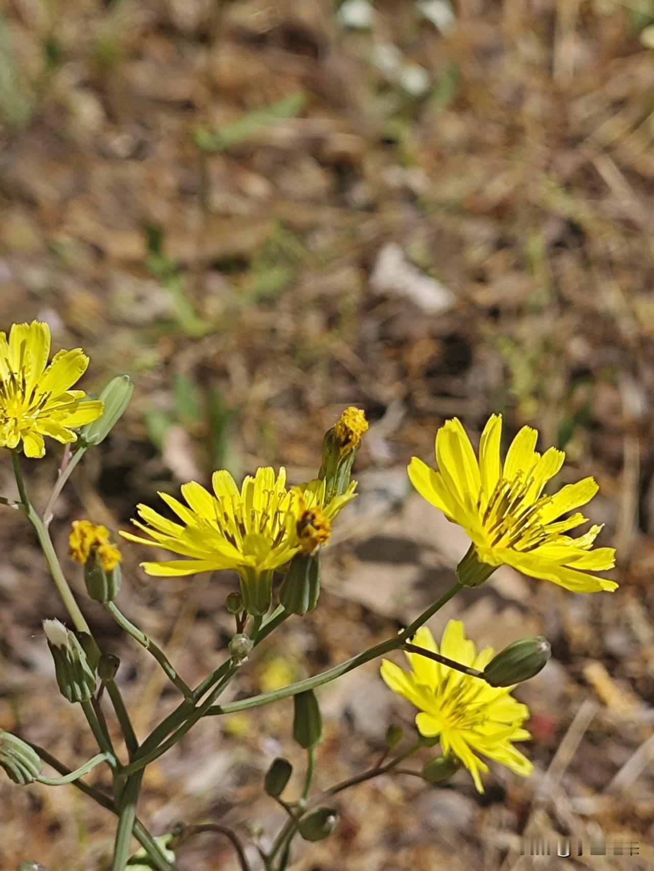 比起那些个鲜艳夺目品种花，路边上不知名的小花更长久，看着它们随风摇摆的样子，想到