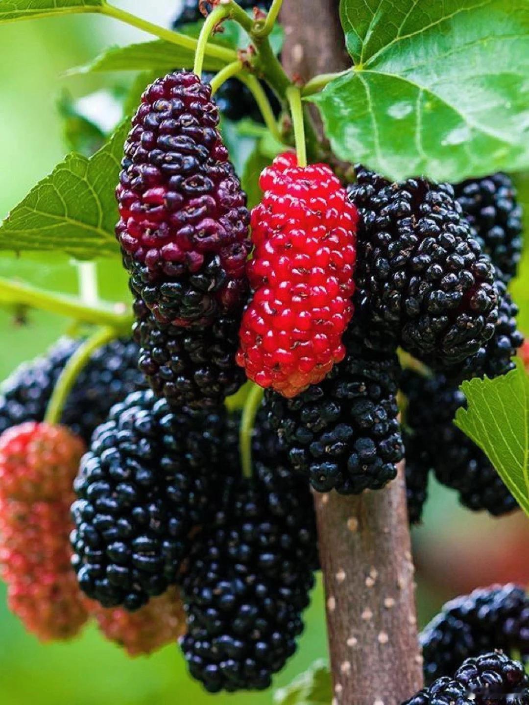 桑葚采摘攻略🍇实现桑葚自由！初夏限定快乐
谁能拒绝初夏的第一口桑葚呀，紫莹莹、