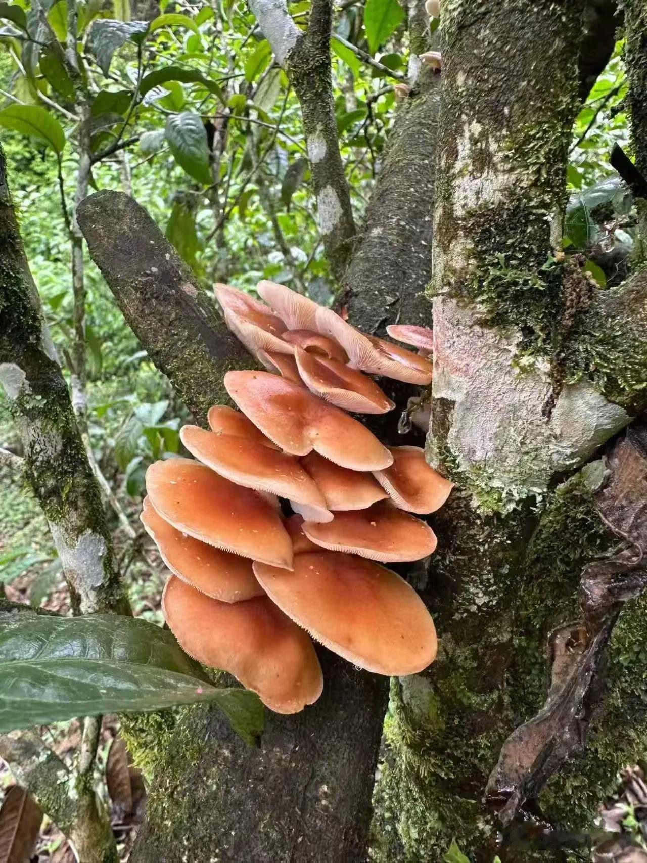 父爱向来无言，沉默又朴实，他从不会把爱挂在嘴边，却始终默默扛起生活所有重担，在身