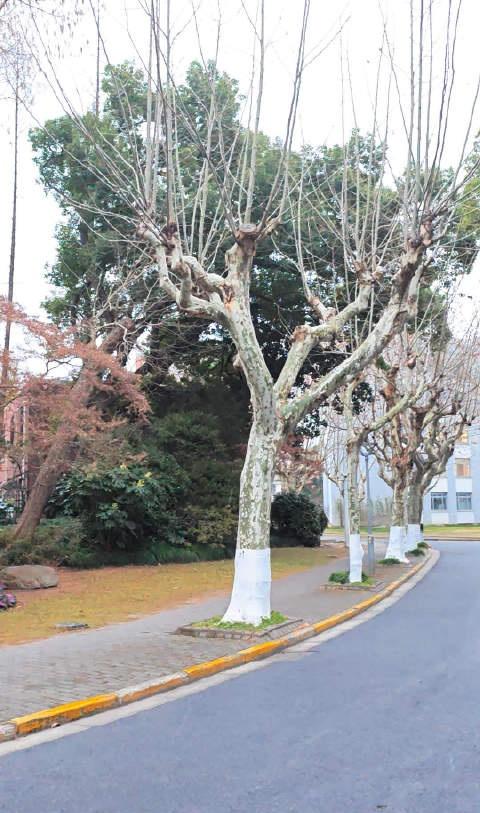 正逢大寒节气，当寒潮呼啸南下遇见跋涉另一片沧海的凯风，气吞万里的凛寒最终轻盈作飞