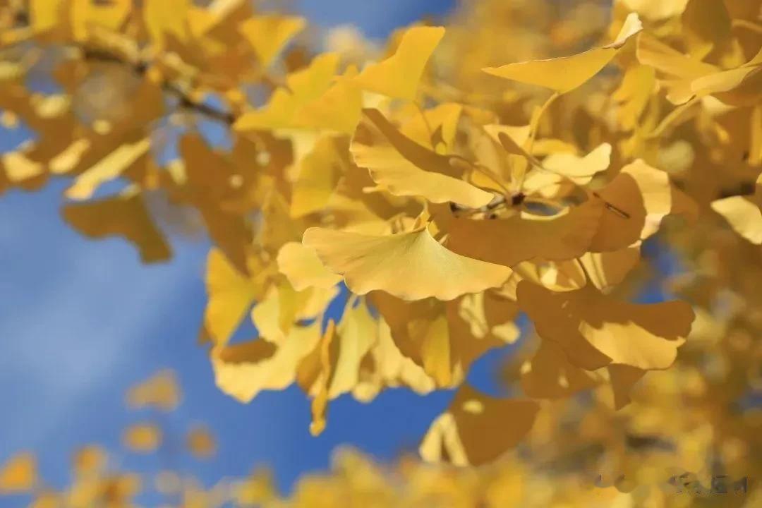 #秋之童话# 金黄色的叶子，像一只只美丽的蝴蝶在空中飞来飞去。