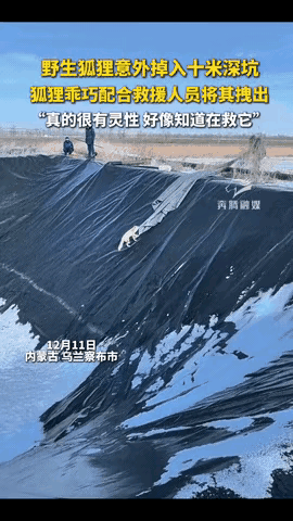 看完直接被戳中！内蒙古野生狐狸坠10米深坑，全程配合救援的模样，真的超出了所有预