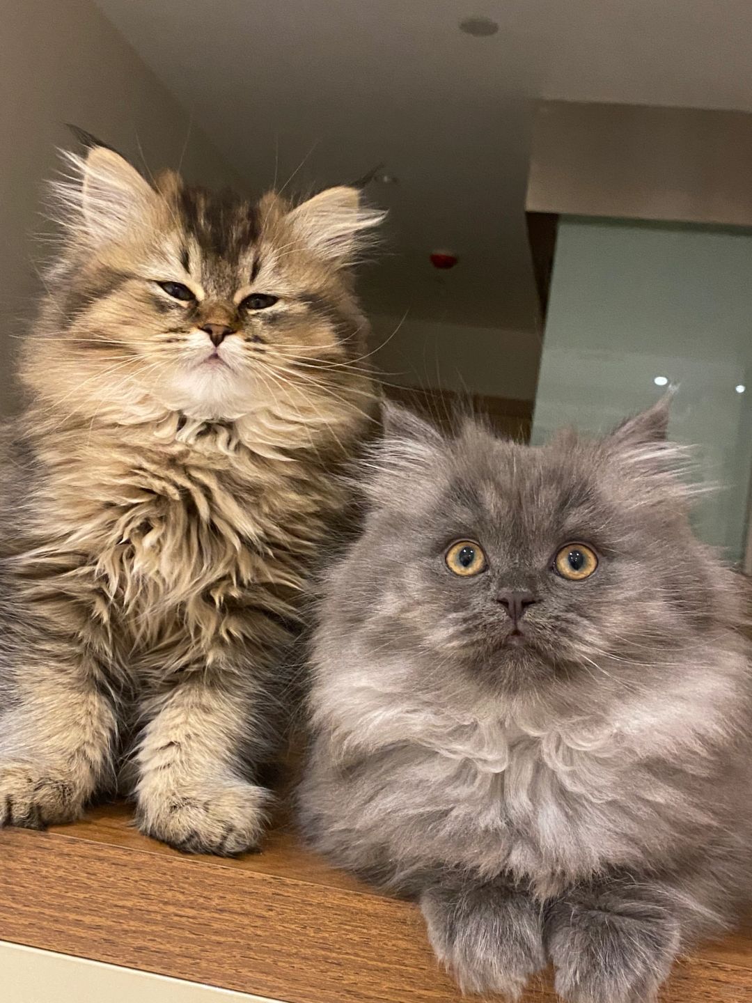 猫咪找新家