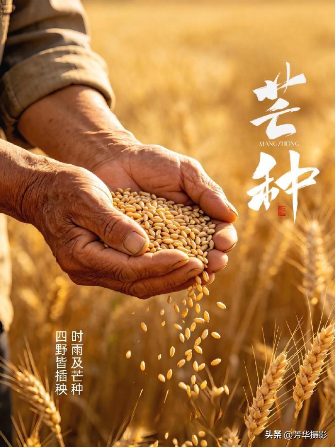 芒种至，芒穗盈野，农事正酣。中原暑暖风和，晴雨相宜，三夏大忙由此开启。抢收冬麦，