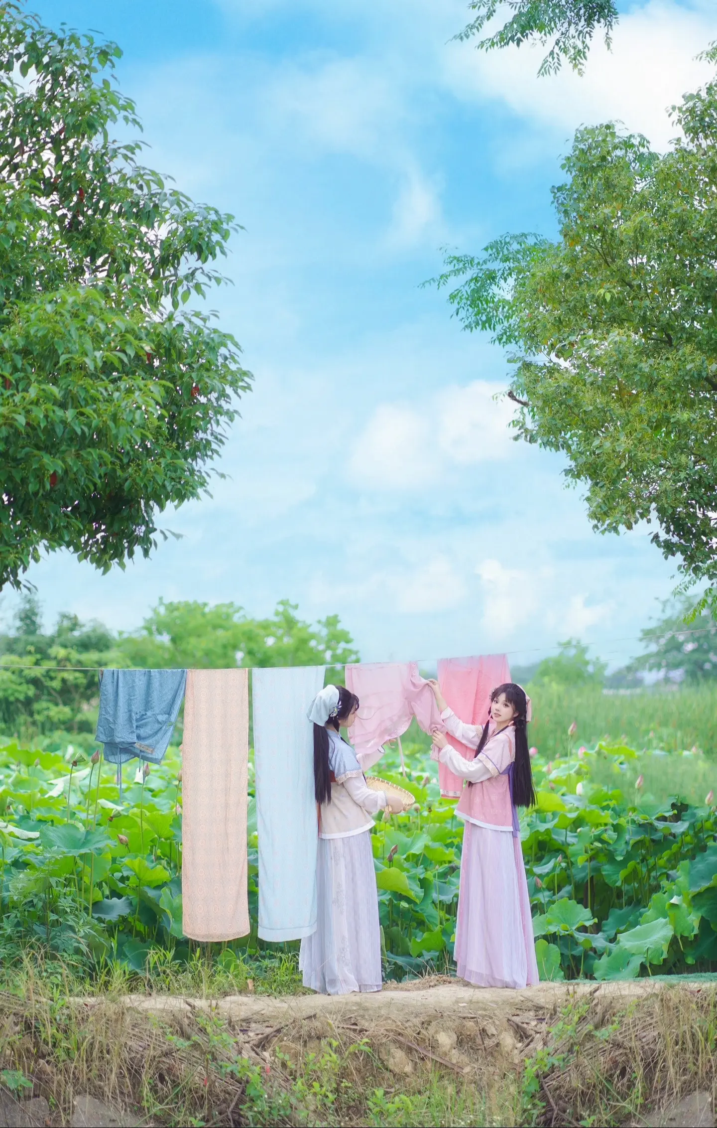 夏日，绿叶，蝉鸣