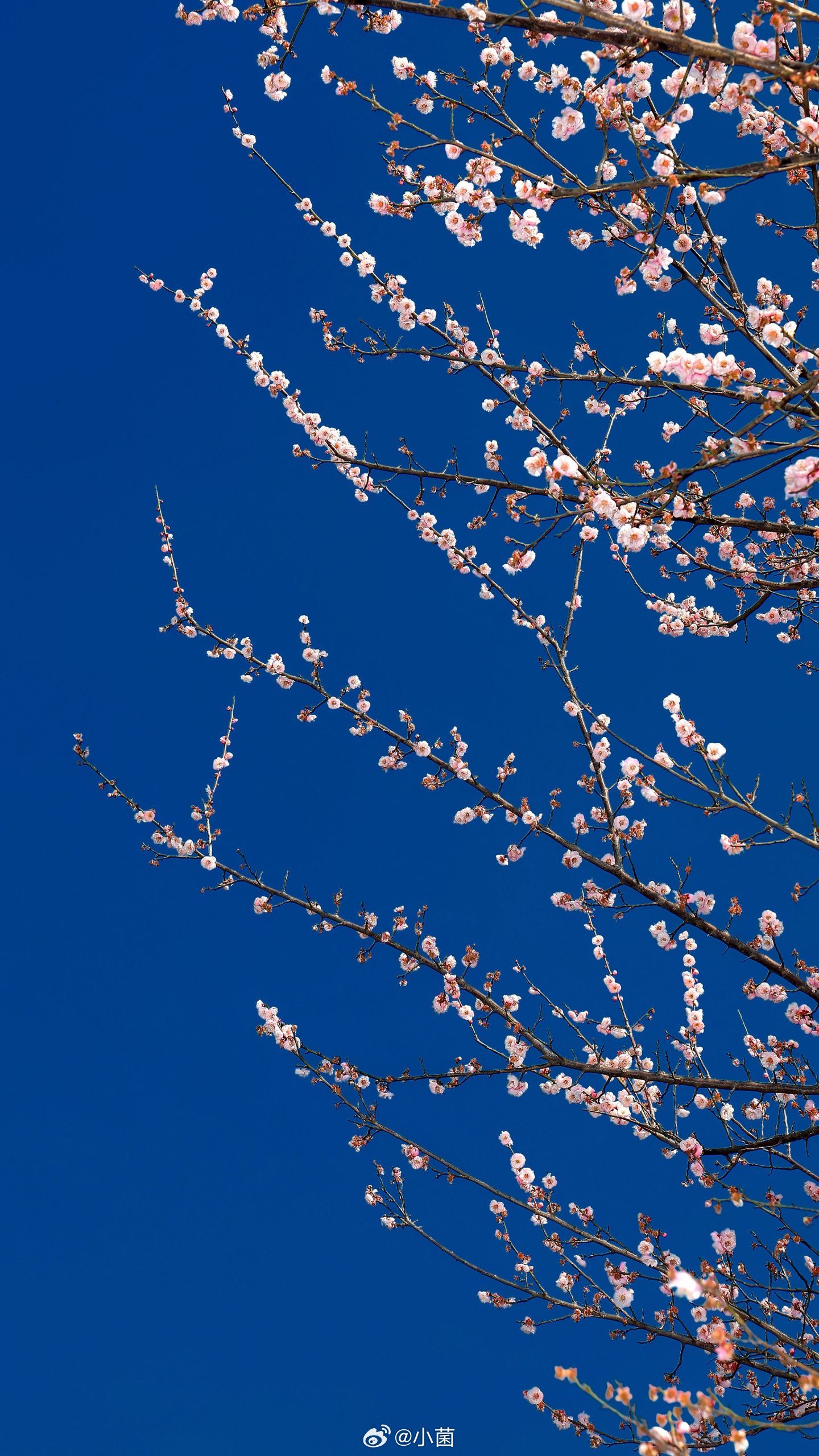 小菌 杳杳春来时早朋友们 