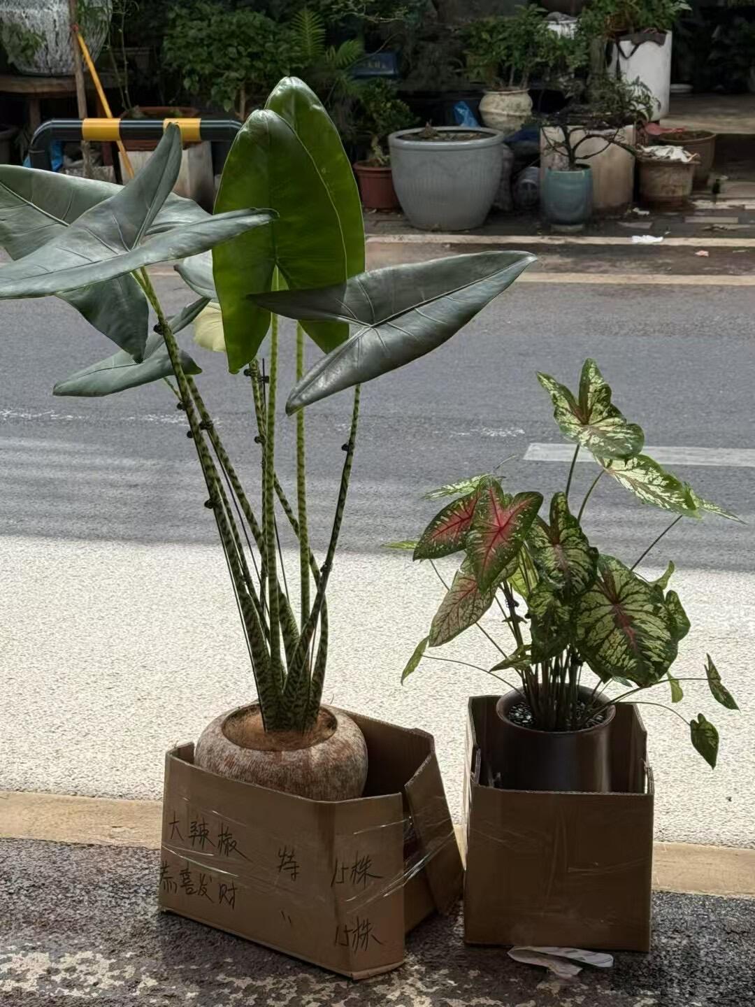 努力卖植物的一天💪