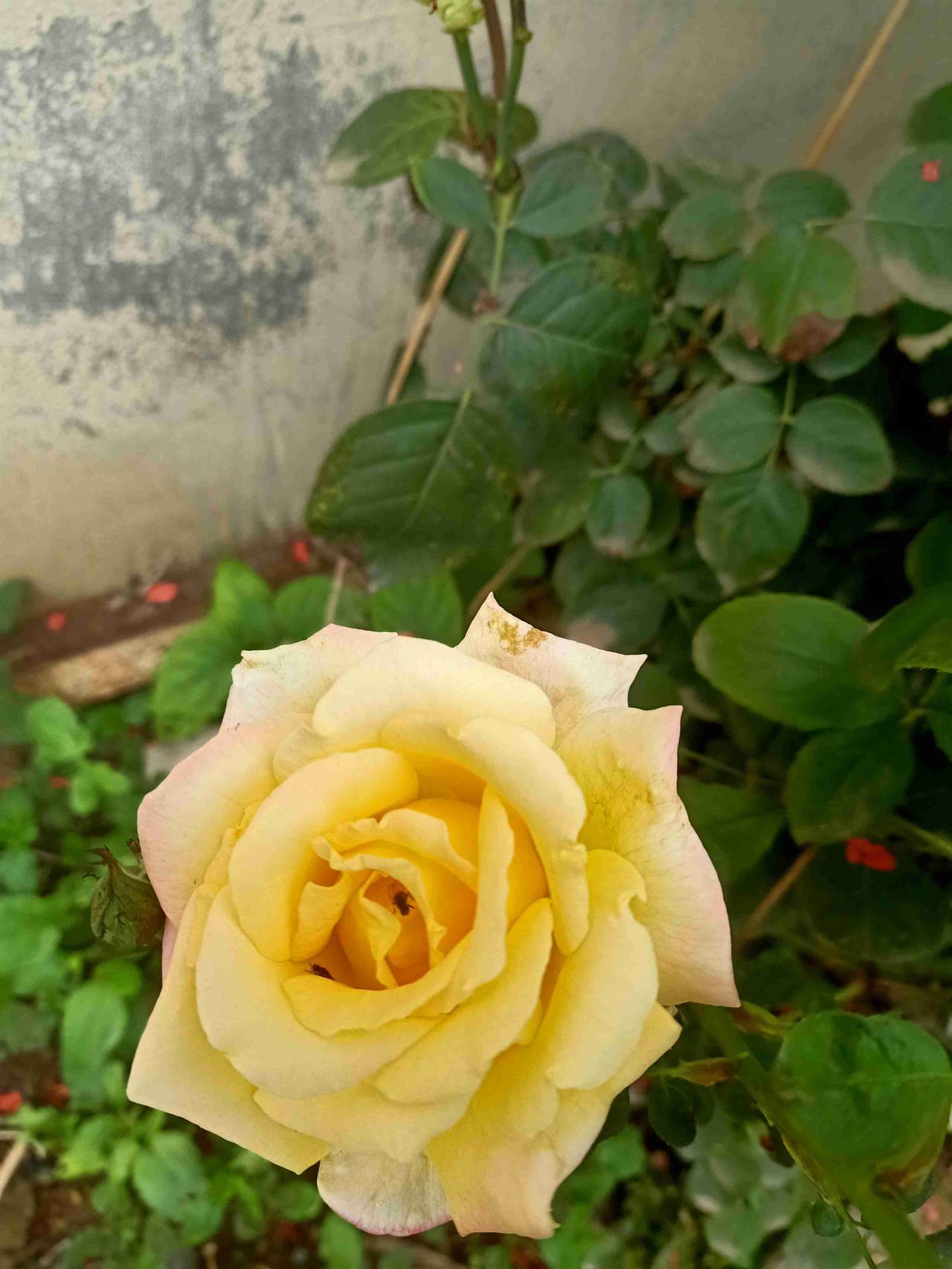 我的今日状态：💪🏻充满干劲
我这里的天气：🌤️多云