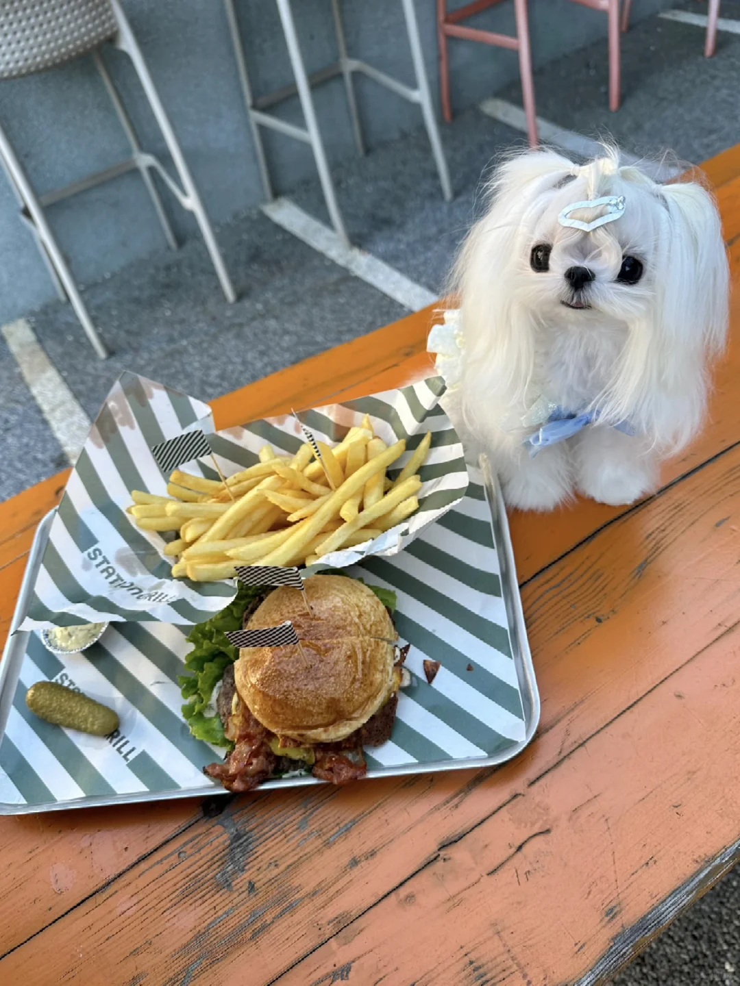 嘿嘿！狗狗我呀🐶今天吃了薯条🍟