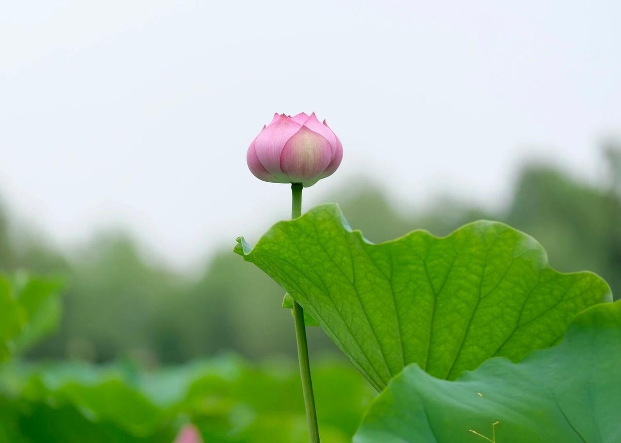 禅师说：“人拥有的比展现的多，溢出的那部分，叫气质；想要的比拥有的多，溢出的那部