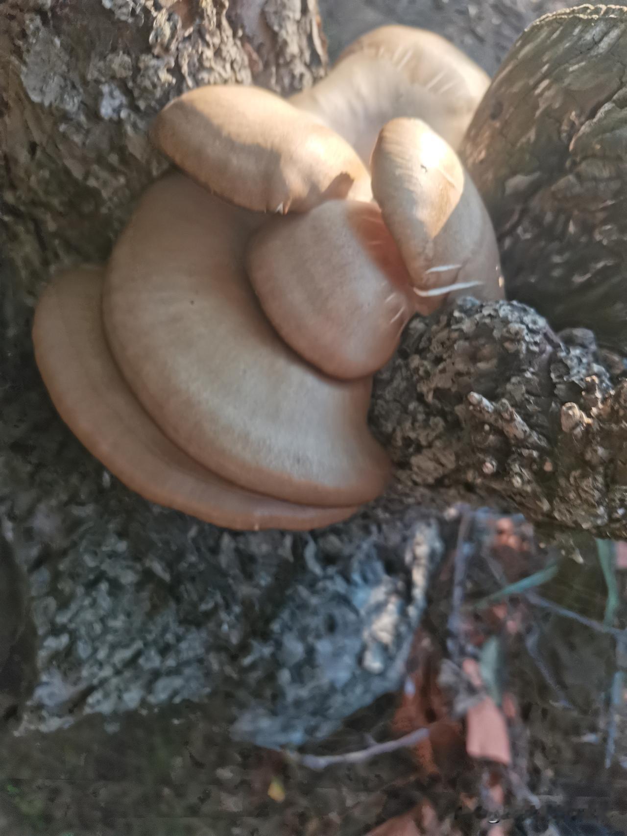 在果园里偷偷采的蘑菇终究还是没敢吃，扔掉了。
昨天在一棵果树的底部发现了一堆蘑菇