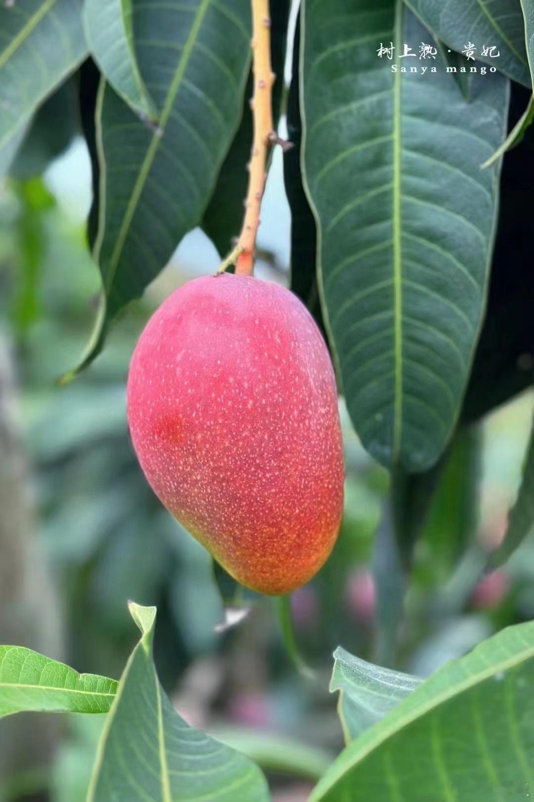 树上熟芒果🥭。不追求一味傻甜，果香浓郁，清甜宜人。我每年唯一推荐的最佳芒果。下