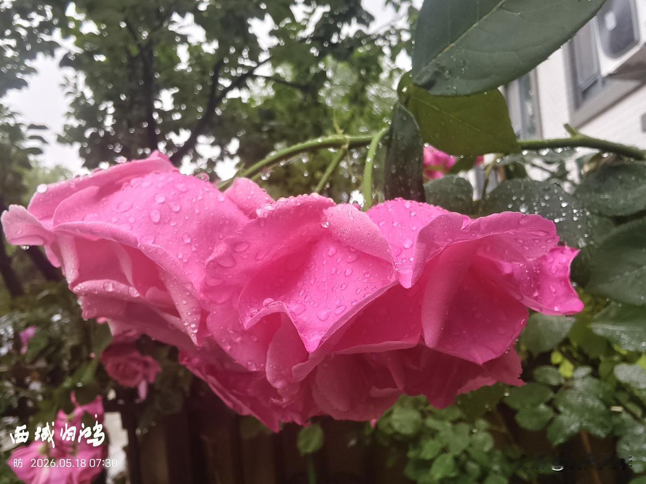 东营这场雨应该把地都下透了吧。前阵子天天刮风，水分蒸发得快，土地都旱了。这场雨在