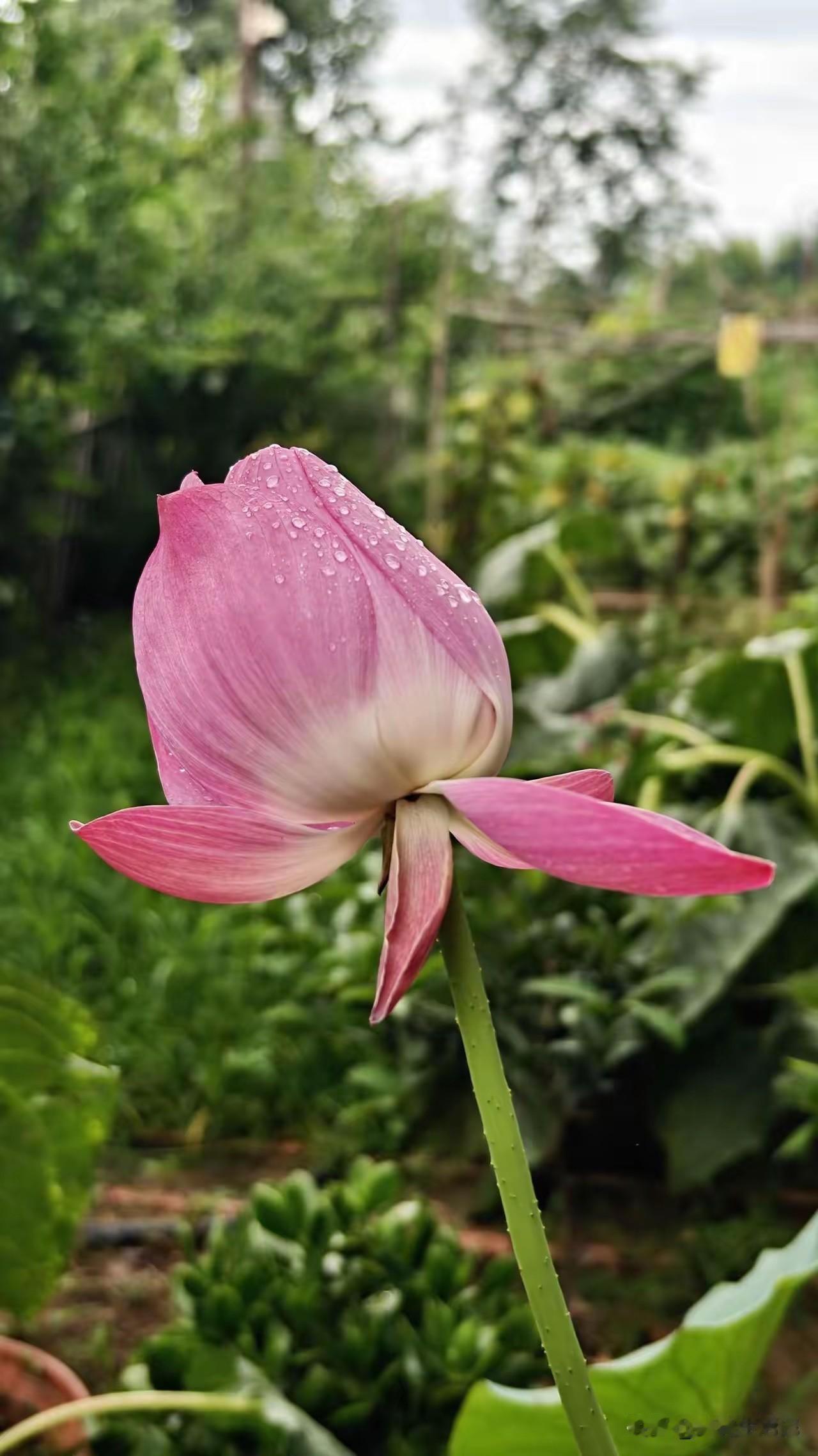 不能说真话，这是什么花？