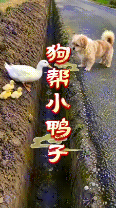 完整看完这段小动物互助的视频，内心很受触动。鸭妈妈带着几只小鸭子被困在窄深水沟里