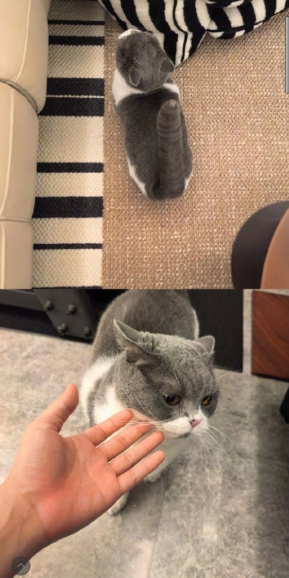 好可爱的银角[舔屏][舔屏][舔屏]爱猫人士太喜欢了想偷猫[污] 