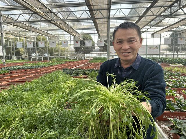 田七、紫苏、薄荷逐渐成为“家常菜”药食同源特色蔬菜市场需求量大幅增长