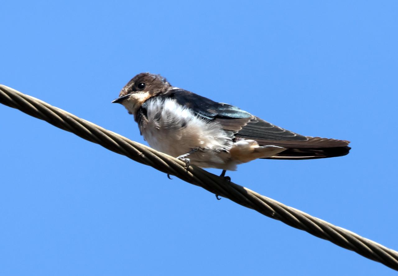 报春燕！
阳春3月，在滇池湿地抓拍的燕子。
小时候在北方老家觉得很多，现在感觉越
