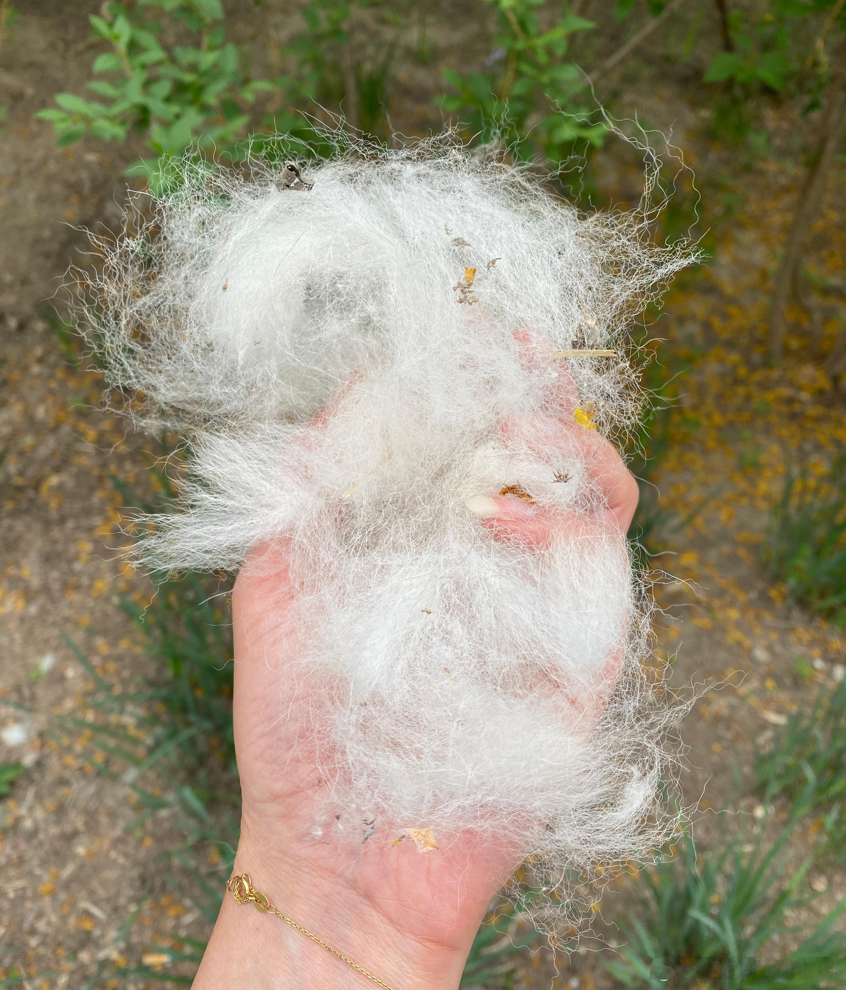 前两天刚跟朋友探讨过古人是否研究过用柳絮做衣被保暖。咱先不管古人咋想的，就我从路
